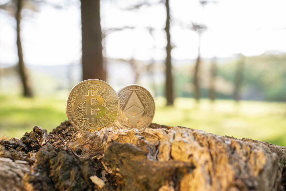 Bitcoin sitting on a tree stump